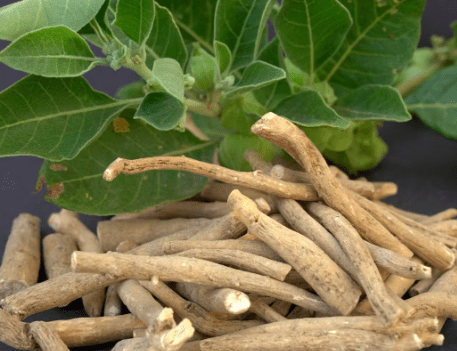 Ashwagandha: Benefits, Uses, and Why You Should Try It Today - VINAMRIT